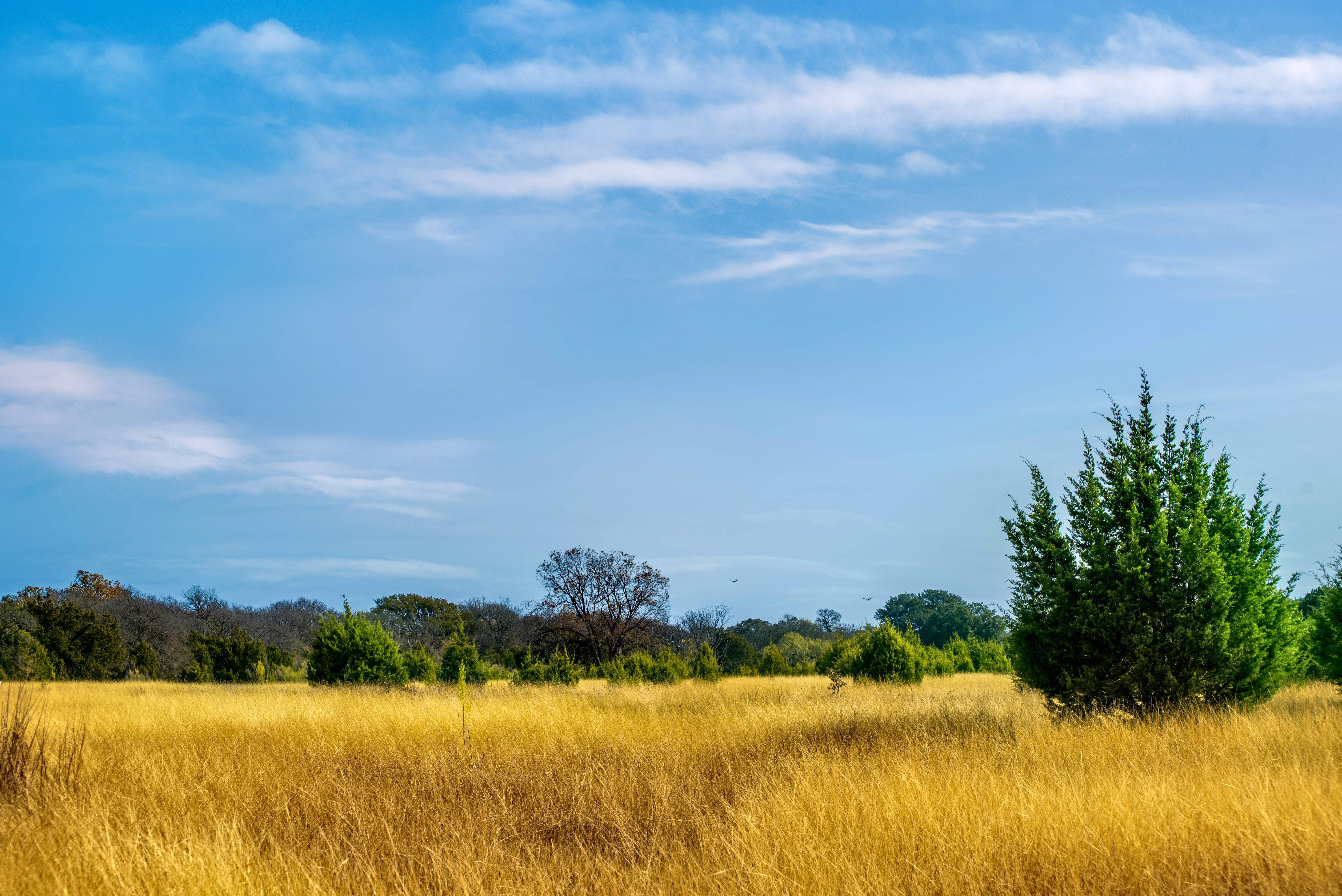 green trees under blue sky during daytime